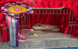 Ragdoll cats for stud: G.Champion✅GCCF/TICA Reg✅FIV/FELV/DNA✅Ragdoll stud in London - Image 5