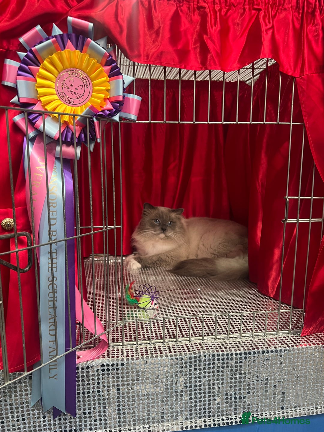 Ragdoll cats for stud: G.Champion✅GCCF/TICA Reg✅FIV/FELV/DNA✅Ragdoll stud in London - Image 5