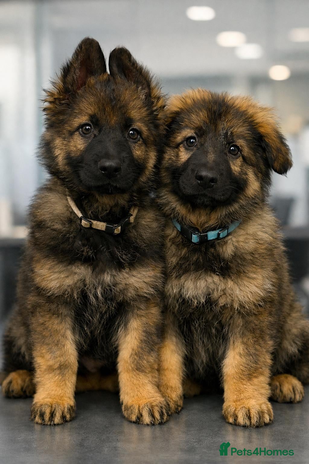 German Shepherd dogs KC LONG HAIRED HEALTH TESTED GERMAN SHEPHERDS - Advert 7