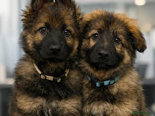 German Shepherd dogs KC LONG HAIRED HEALTH TESTED GERMAN SHEPHERDS - Advert 7