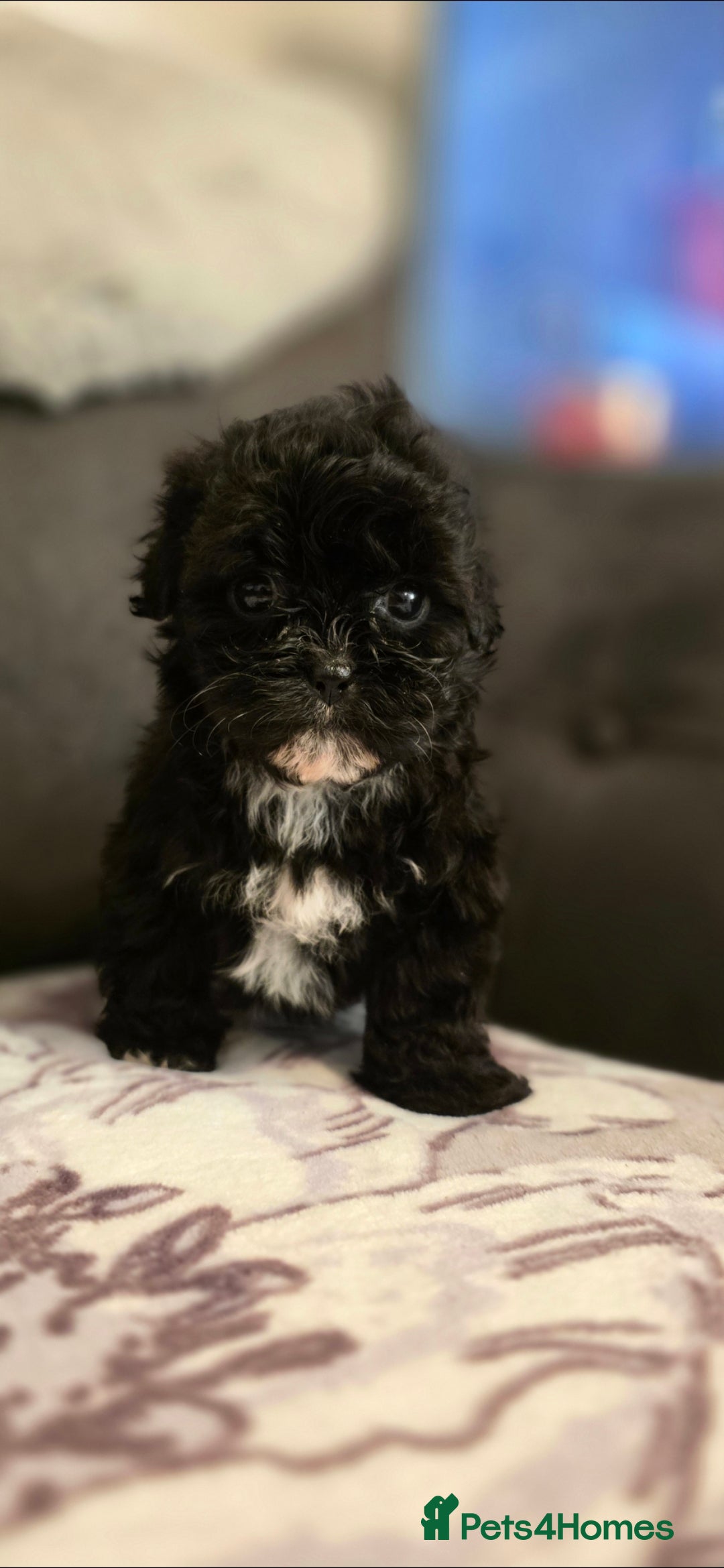 Shihpoo dogs for sale: 5 beautiful shihpoo puppies - Advert 2