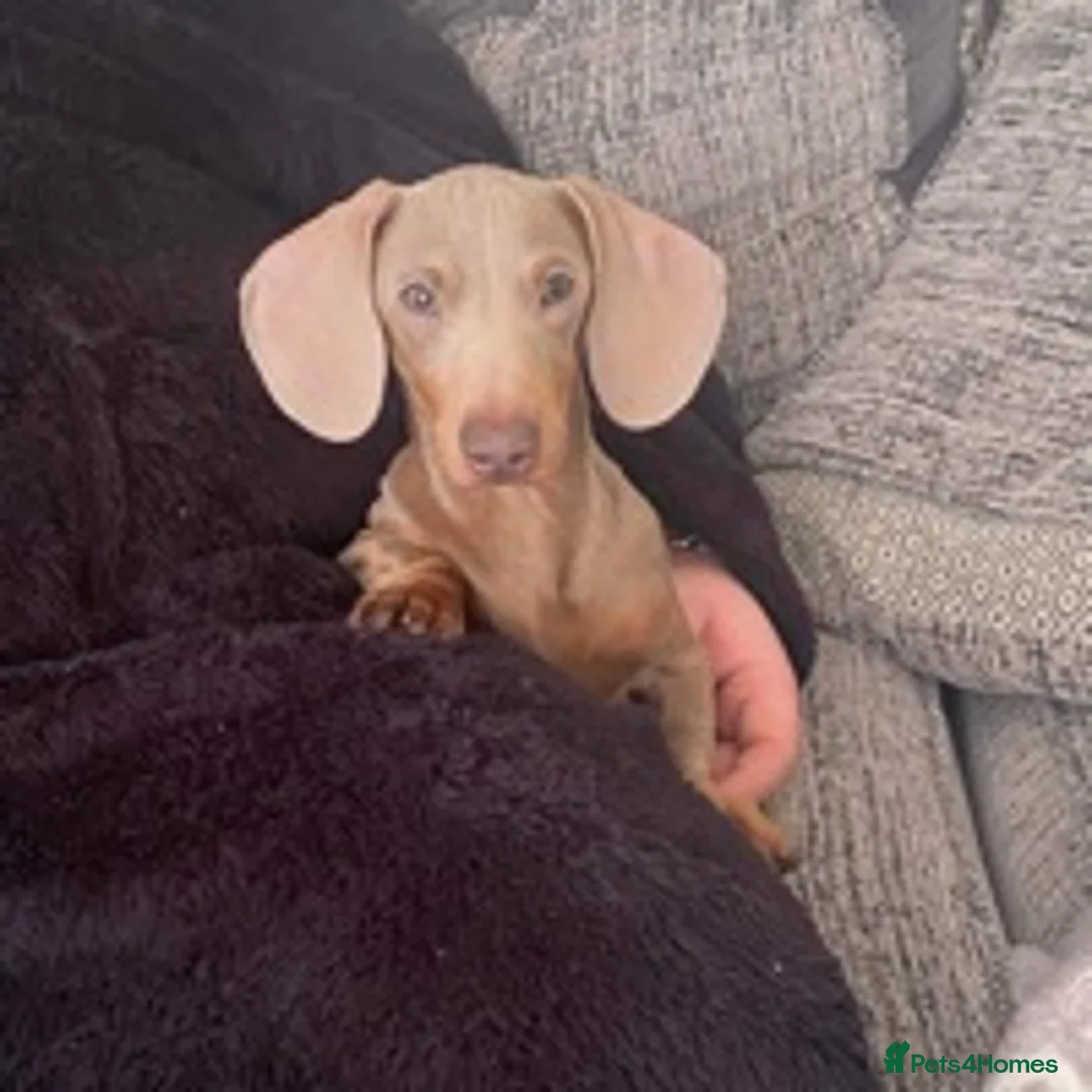 Miniature Dachshund dogs for stud: Isabella PRA/DM/OI clear son of Charlie Chaplin in Clacton-on-Sea - Advert 4
