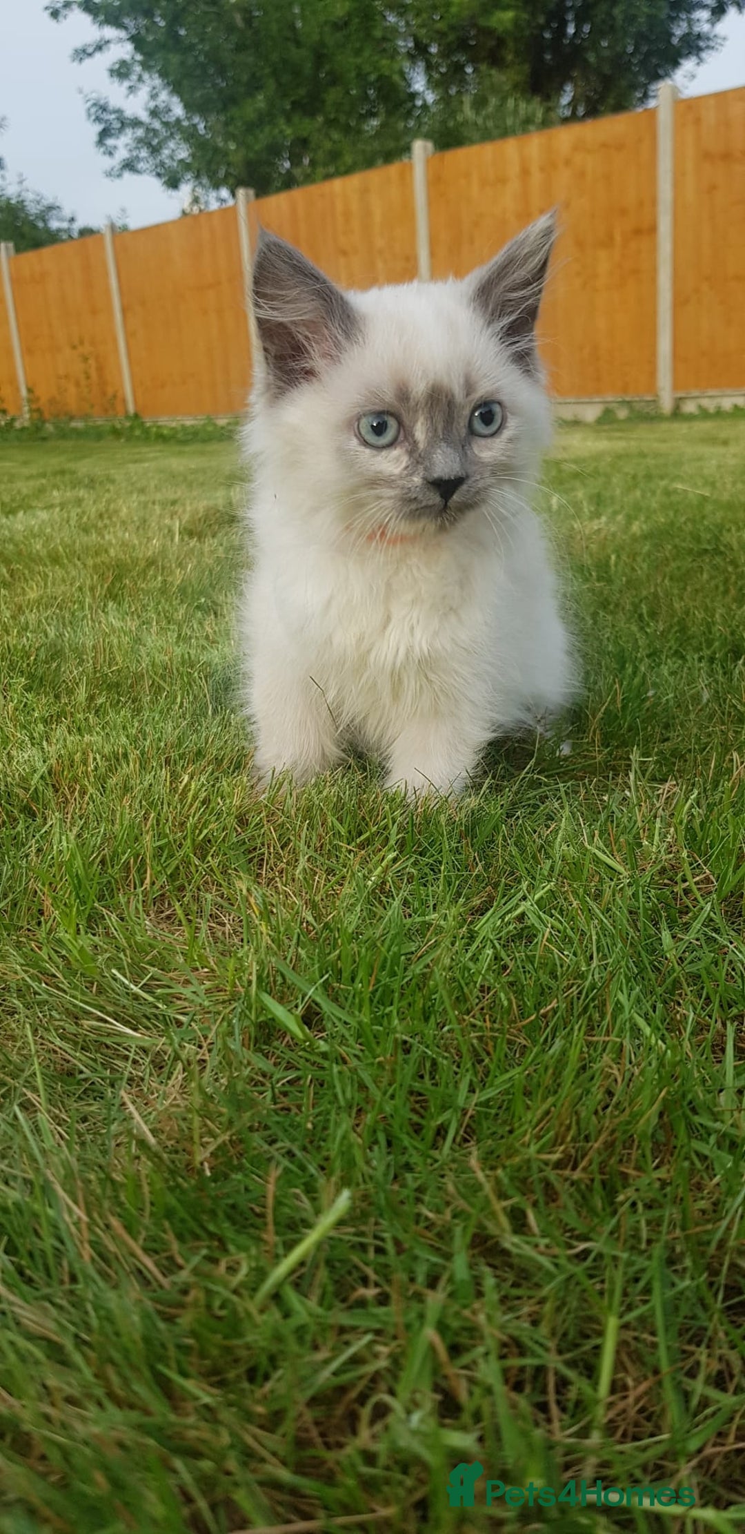 Siberian cats for sale:   Hypoallergenic Siberian Neva Masquerade kitten - Image 6
