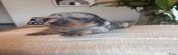 Miniature Dachshund dogs for sale: 4 Beautiful KC Reg Miniature Dachshunds - Advert 10