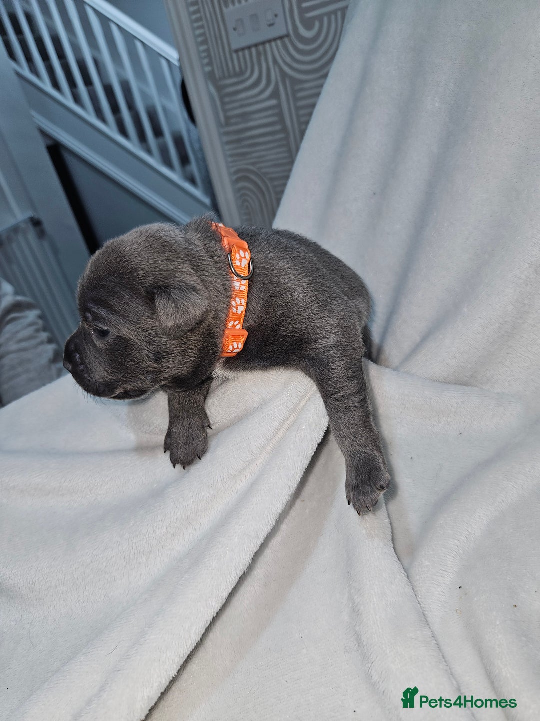 Staffordshire Bull Terrier dogs for sale: Beautiful chunky blues! - Advert 6