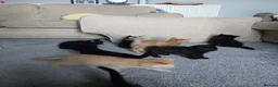 Mixed Breed cats for sale: Male and female kittens  - Advert 4