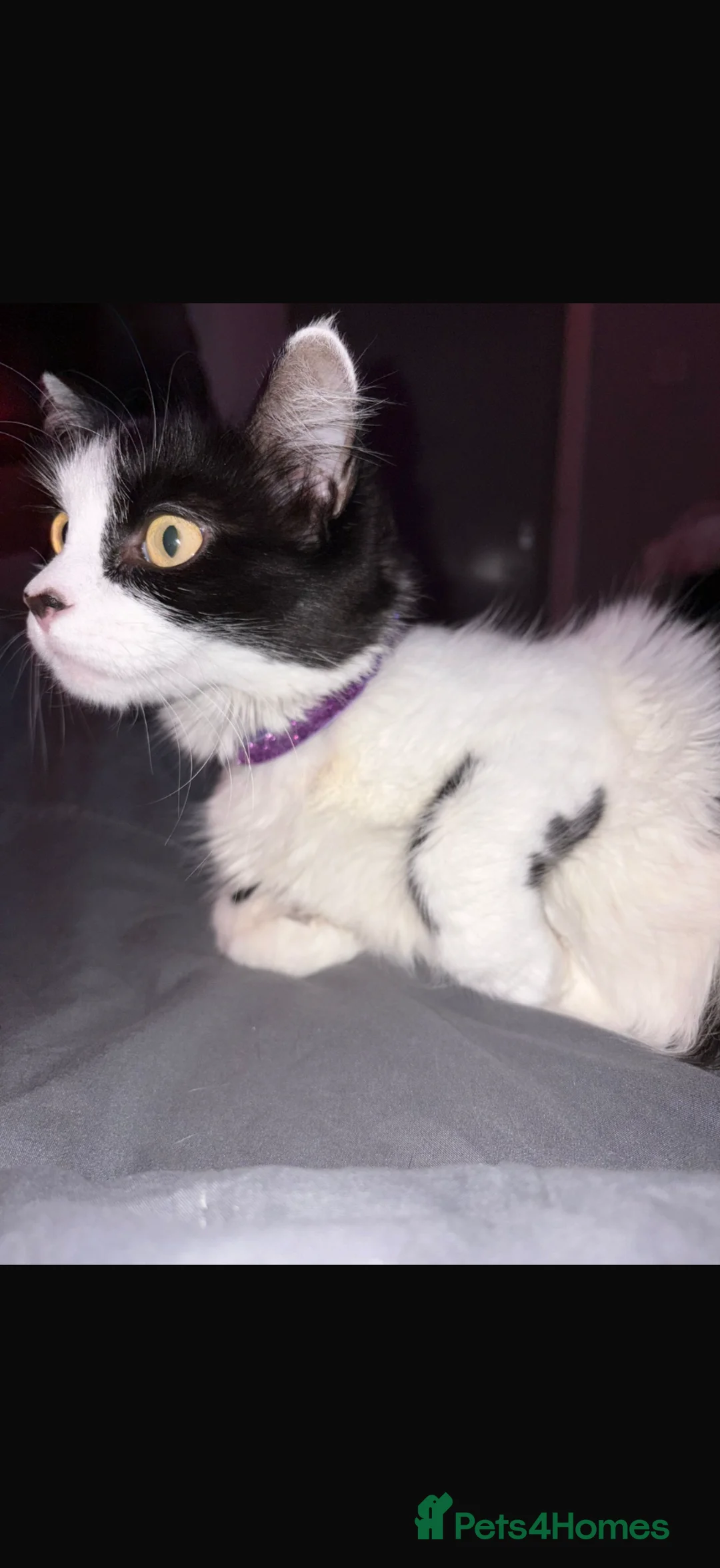 Domestic Shorthair cats for sale: 1 male and 1 female cat in Chichester - Advert 6