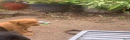 Labrador Retriever dogs for sale: 5 Labrador puppies 2 male 3 female - Advert 12