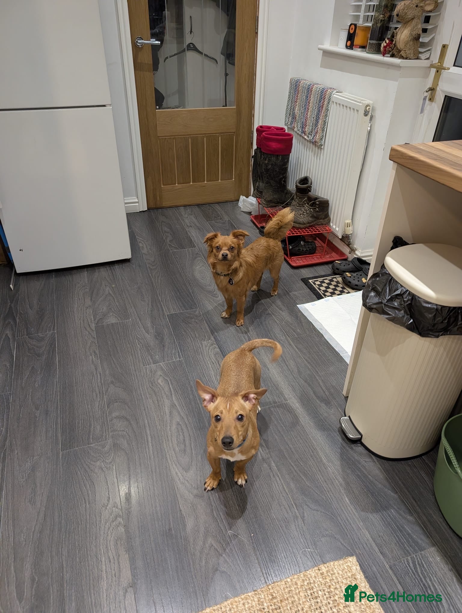 Mixed Breed dogs Tommy - JackHund  - Advert 3