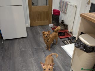 Mixed Breed dogs Tommy - JackHund - Advert 3