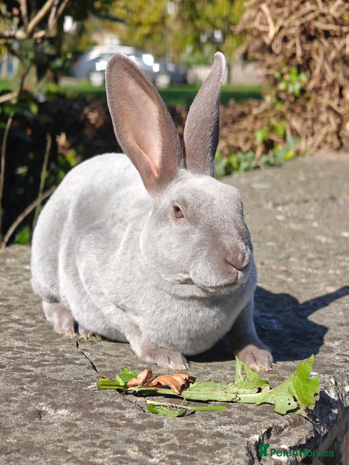 Rex rabbits Mini Rex Rabbits  - Advert 12