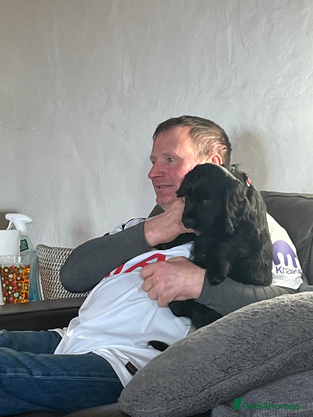 Cocker Spaniel dogs for sale: Wonderful cocker spaniel puppies for sale  - Advert 7