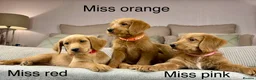 Goldendoodle dogs for sale: “OAKWELL RETRIEVERS” INSTAGRAM  - Advert 15