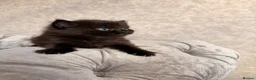 Mixed Breed cats for sale: 3 Gorgeous Kittens (2 Long Haired) - Advert 9