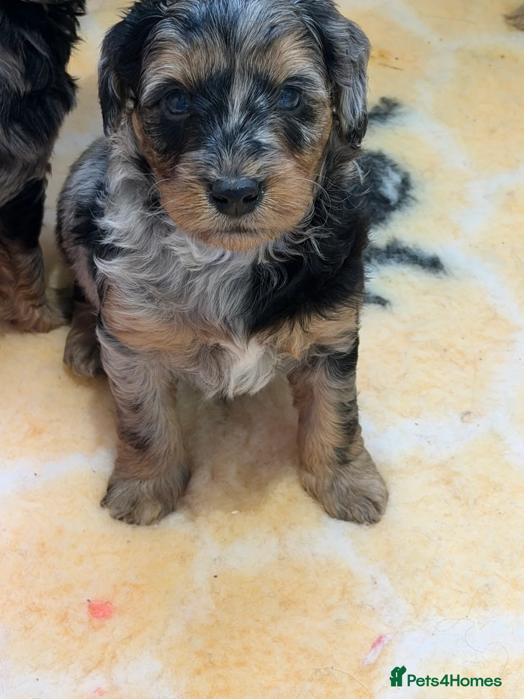 Mini Goldendoodle dogs for sale: Extensively health tested F1 goldendoodle puppies  - Advert 5