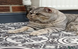British Shorthair cats for stud: British Shorthair Stud in Derby - Image 2