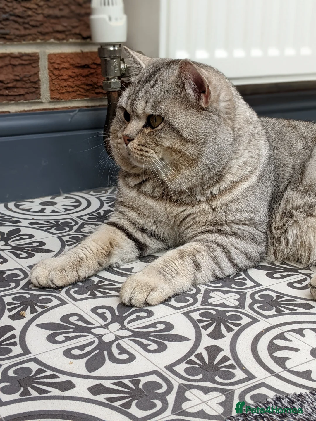 British Shorthair cats for stud: British Shorthair Stud in Derby - Advert 2