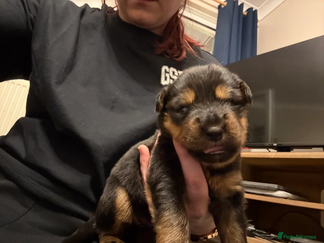 Mixed Breed dogs for sale: Shepweiler Puppies (GSD x Rottie) - Advert 18