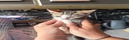 British Shorthair cats for sale: Tortoise Shell Female Kitten - 10 Weeks for Sale - Advert 5