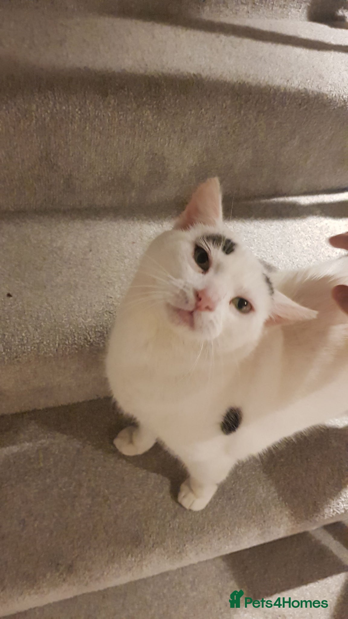 Domestic Shorthair cats Older white female cat - Advert 18