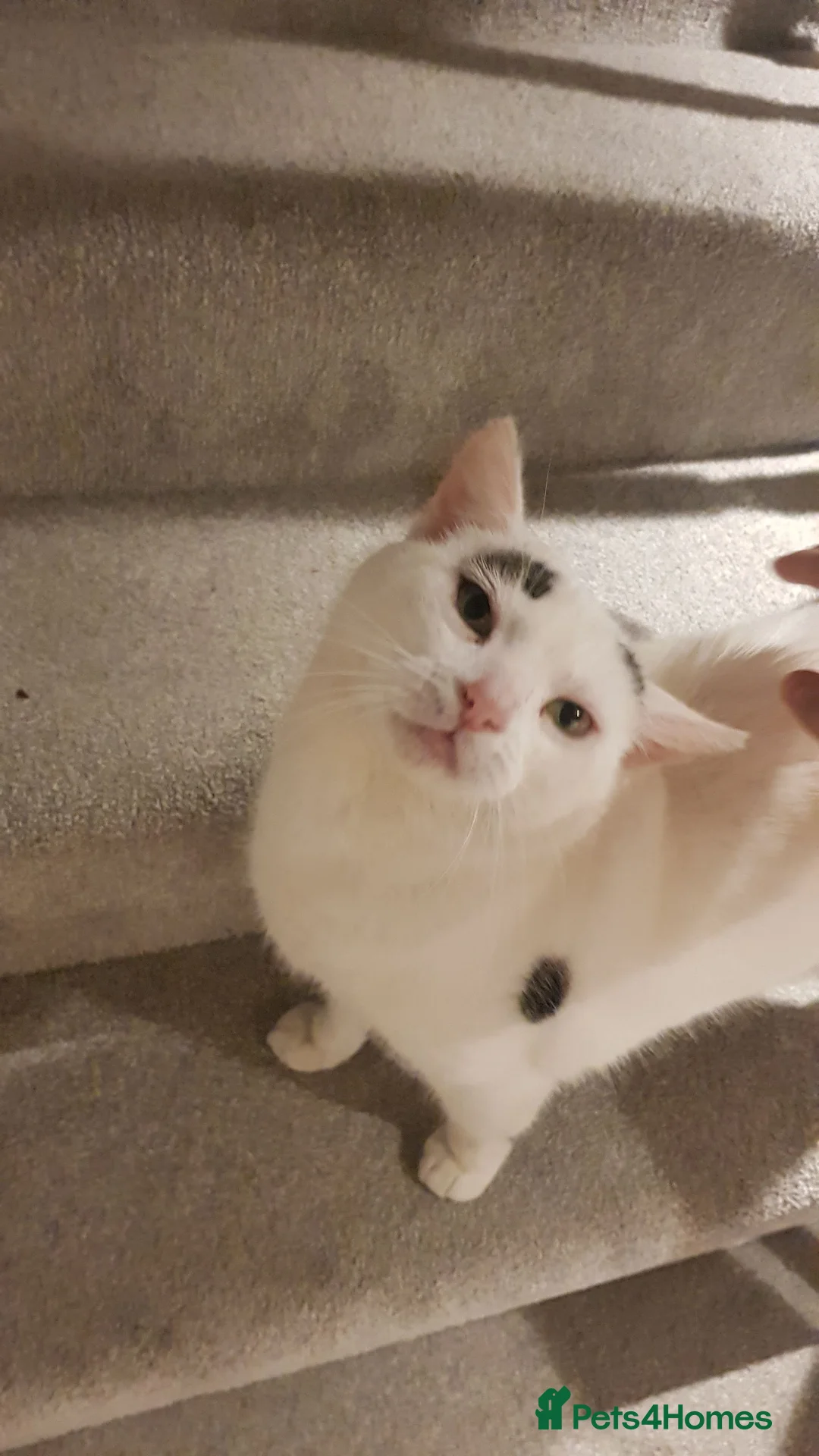 Domestic Shorthair cats for sale: Older white female cat - Advert 2