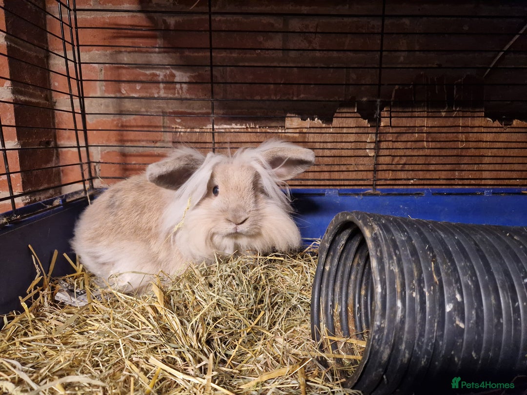 Mini Lion Lop rabbits for sale: Super floofy gorgeous golden lion lop boy - Image 8