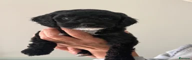 Cockapoo 3