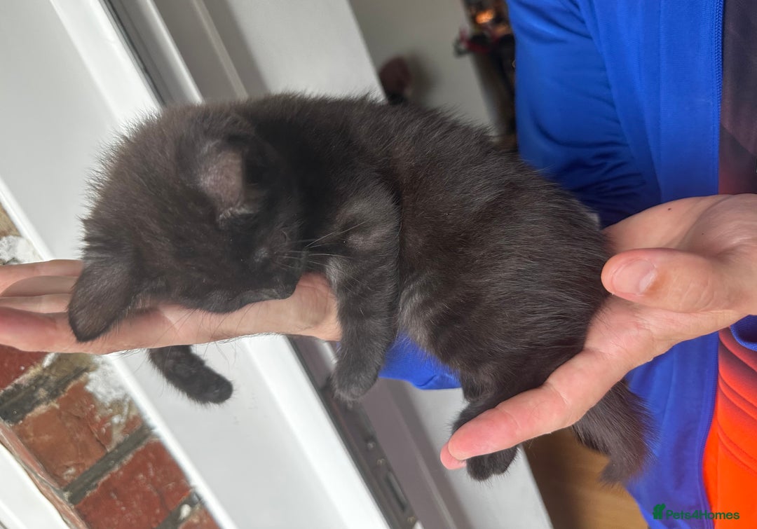 Egyptian Mau cats for sale: TICA SILK SMOKE PANTHER ED. EGYPTIAN MAU X BENGAL - Image 6