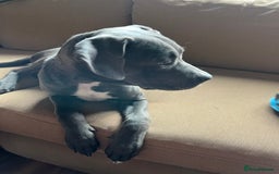 Cane Corso dogs for sale: Storm came corson  - Image 3