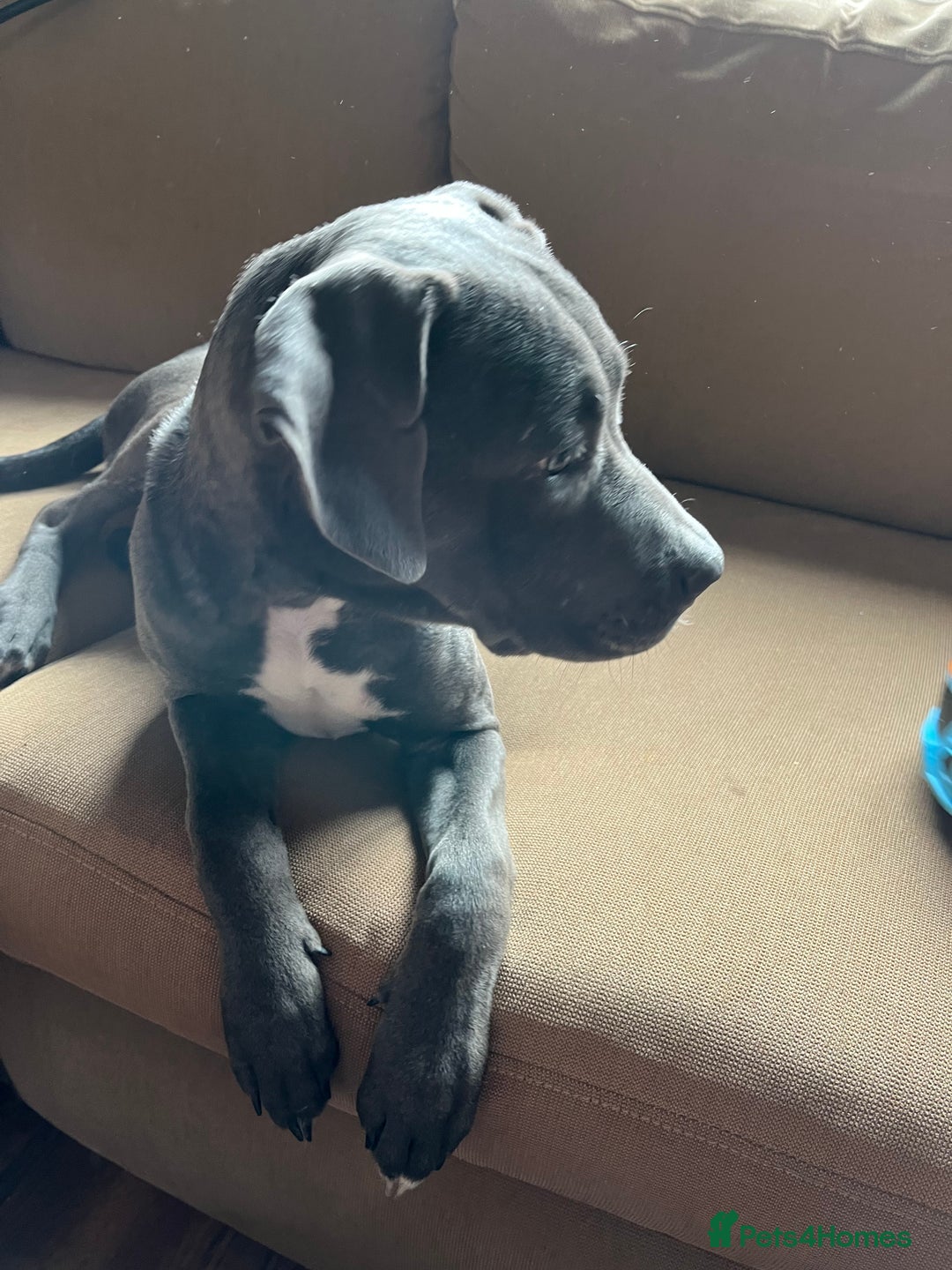 Cane Corso dogs for sale: Storm came corson  - Image 3