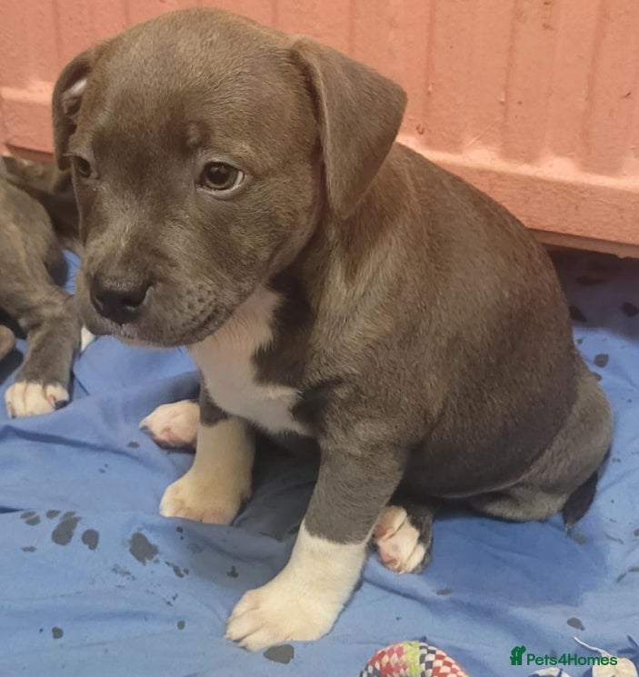Staffordshire Bull Terrier dogs Last Kc Blue brindle girl Staff pup. - Advert 19