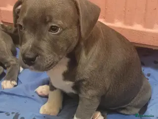 Staffordshire Bull Terrier dogs Last Kc Blue brindle girl Staff pup. - Advert 19