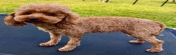Miniature Poodle dogs for adoption: Nicole – Female Toy Poodle - Advert 11