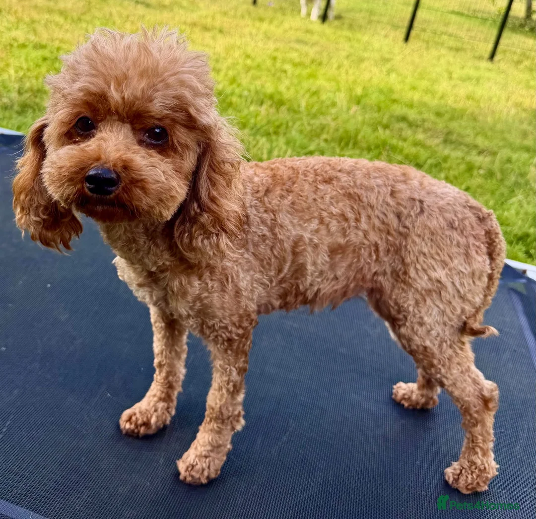 Miniature Poodle dogs for adoption: Nicole – Female Toy Poodle - Advert 11