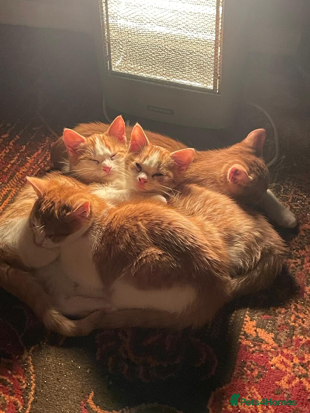 Mixed Breed cats Ready Now, 3 Loving, Playful Ginger Kittens - Advert 9