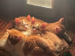 Mixed Breed cats Ready Now, 3 Loving, Playful Ginger Kittens - Advert 8