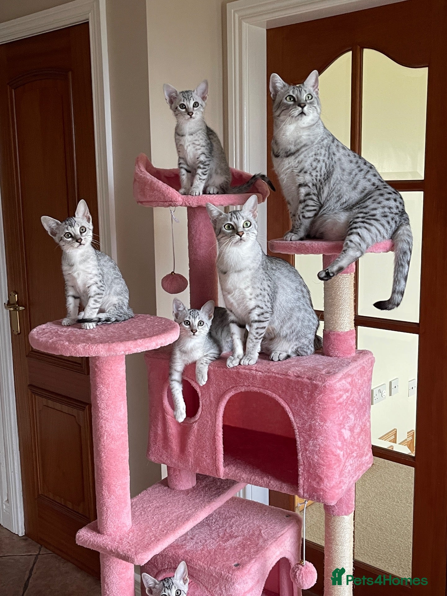 Egyptian Mau cats for sale: GCCF registered pedigree Egyptian Mau kittens - Advert 1