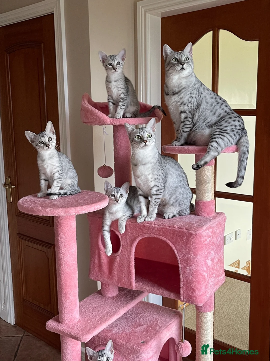 Egyptian Mau cats for sale: GCCF registered pedigree Egyptian Mau kittens - Advert 1