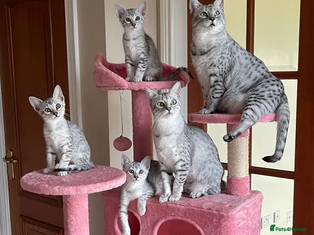 Egyptian Mau cats GCCF registered pedigree Egyptian Mau kittens - Advert 1