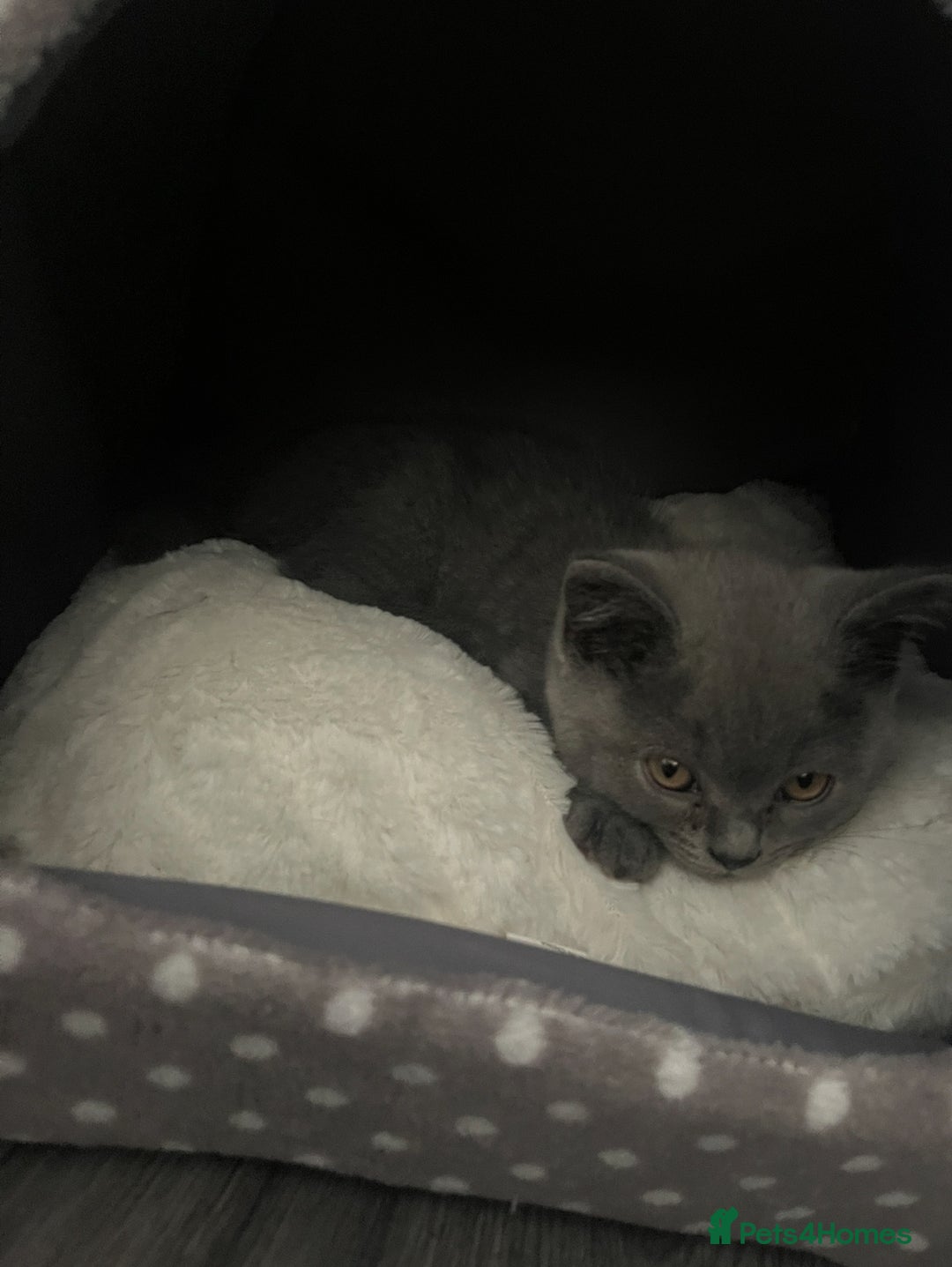 British Shorthair cats for sale: 🐾 Meet Leia- Female British Shorthair 🐾  - Advert 5