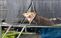 Mixed Breed dogs for sale: Very small bully looking for forever home - Image 4