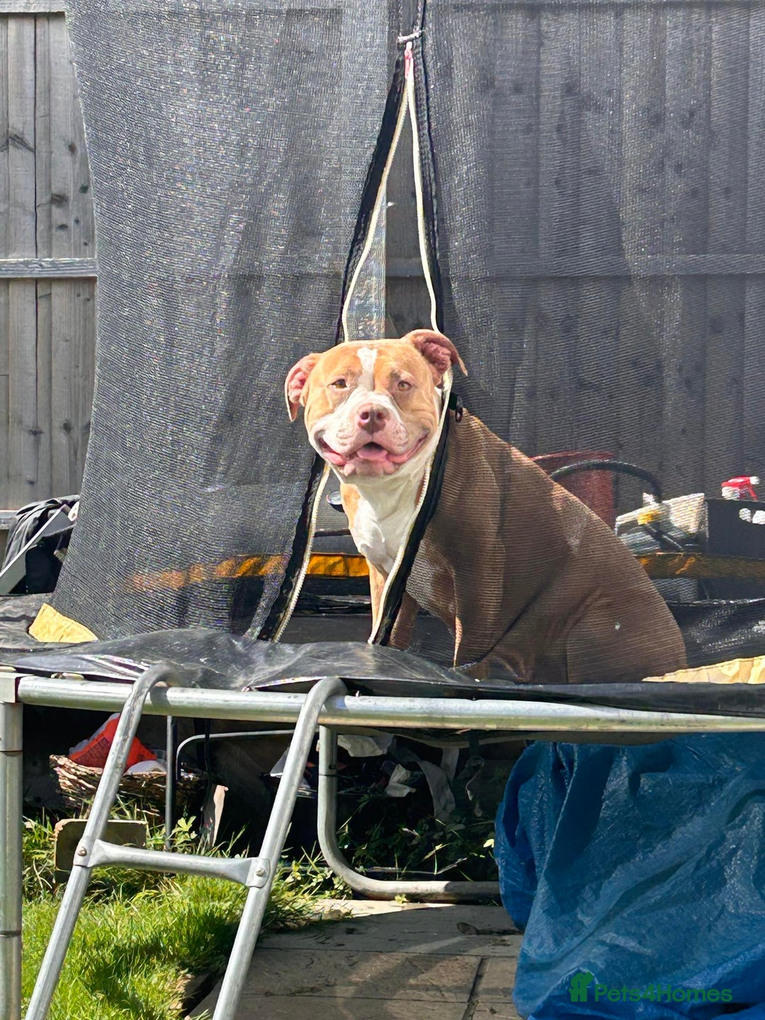 Mixed Breed dogs for sale: Very small bully looking for forever home - Image 4