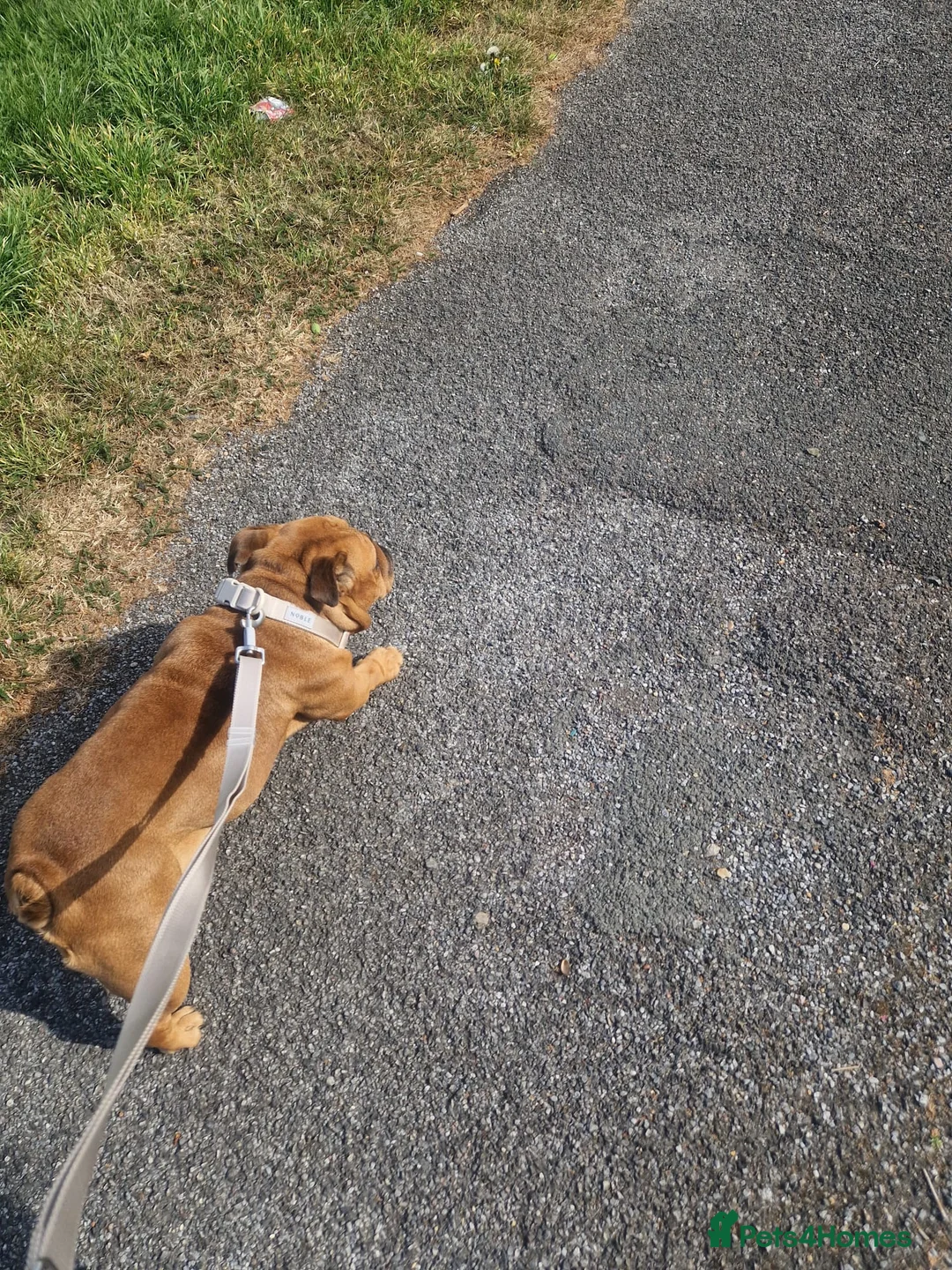 English Bulldog dogs for sale: English Bulldog  girl - Advert 2