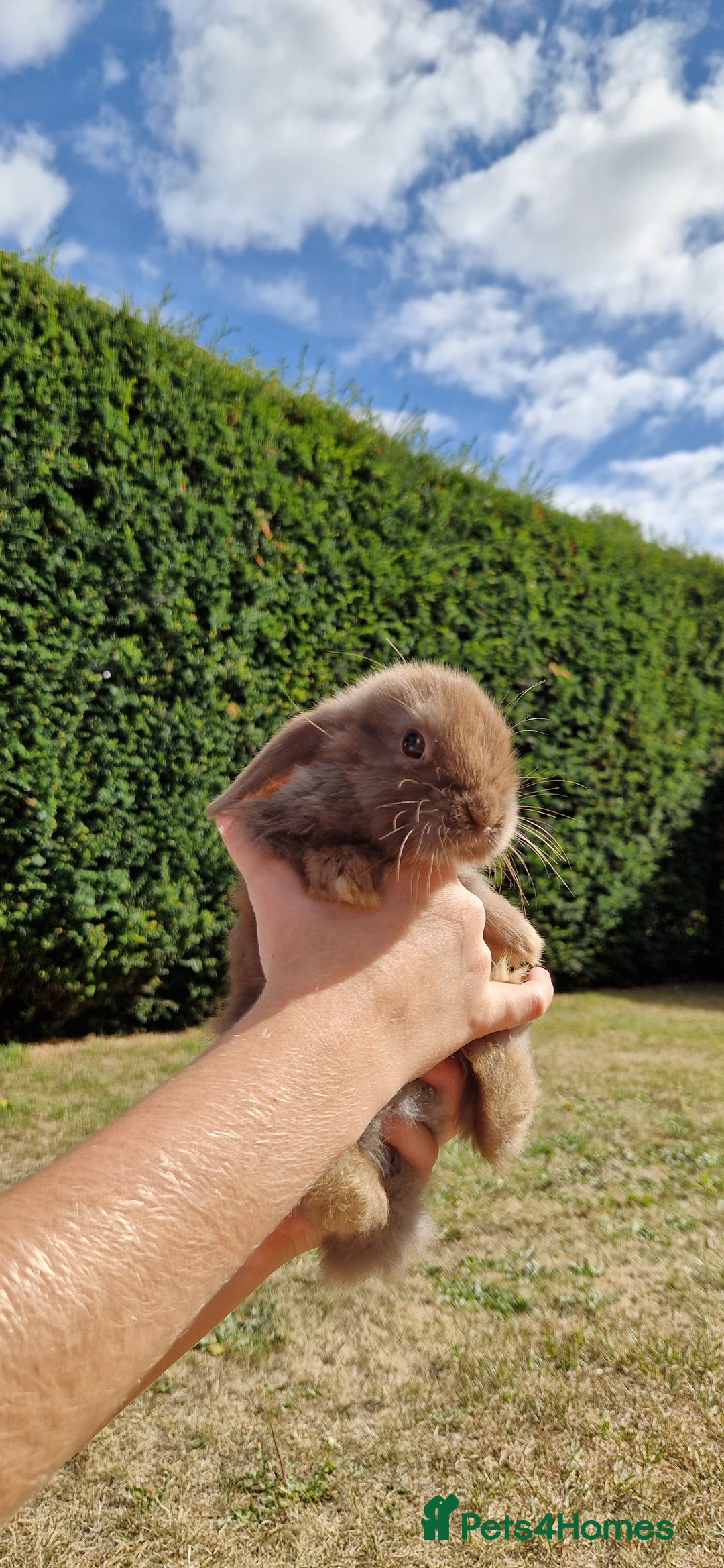 English Lop rabbits for sale: 6 adorable bunnies £60 each ready for a fun home  - Image 8