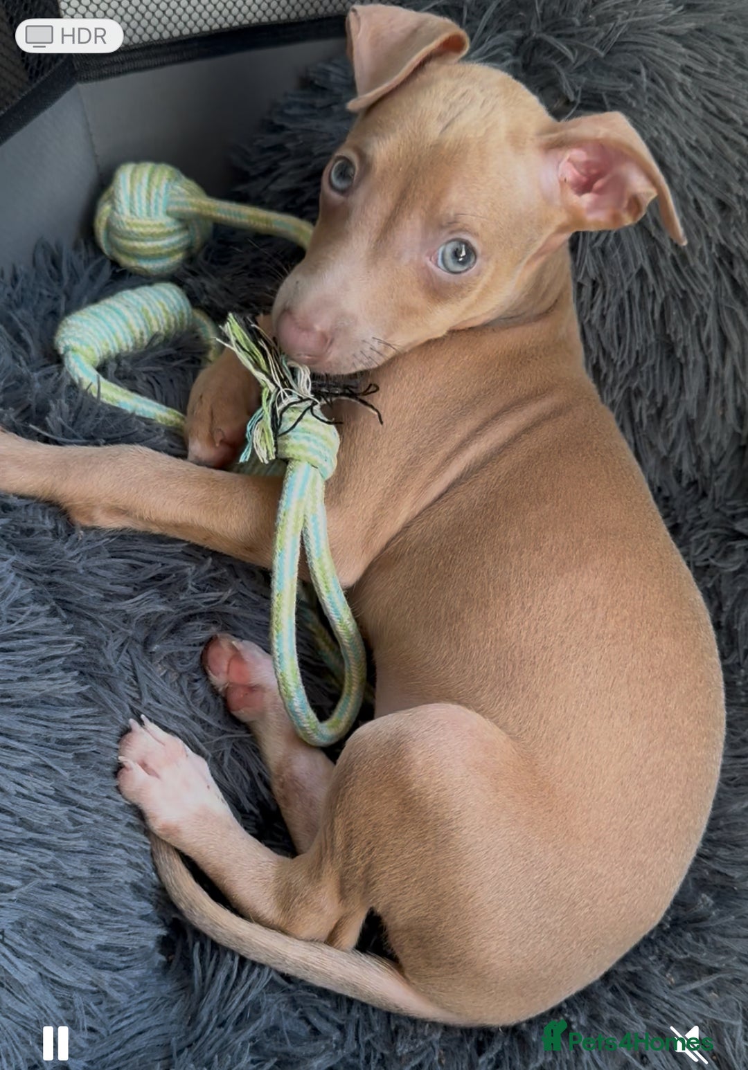 Italian Greyhound dogs for sale: KC Italian Greyhounds - 1 girl and 1 boy available - Image 6