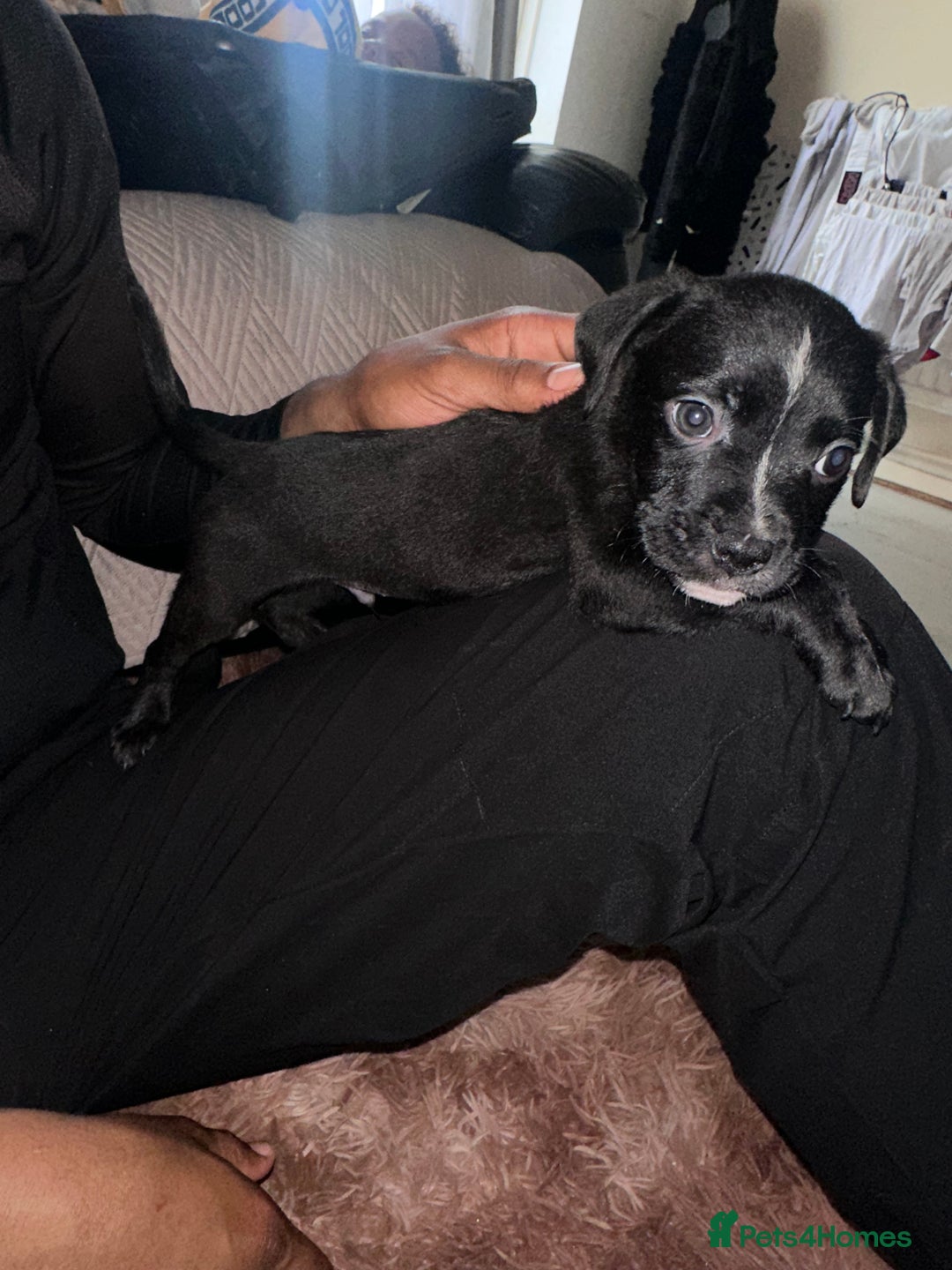 Mixed Breed dogs for sale: Mixed breed for cheap  - Image 16