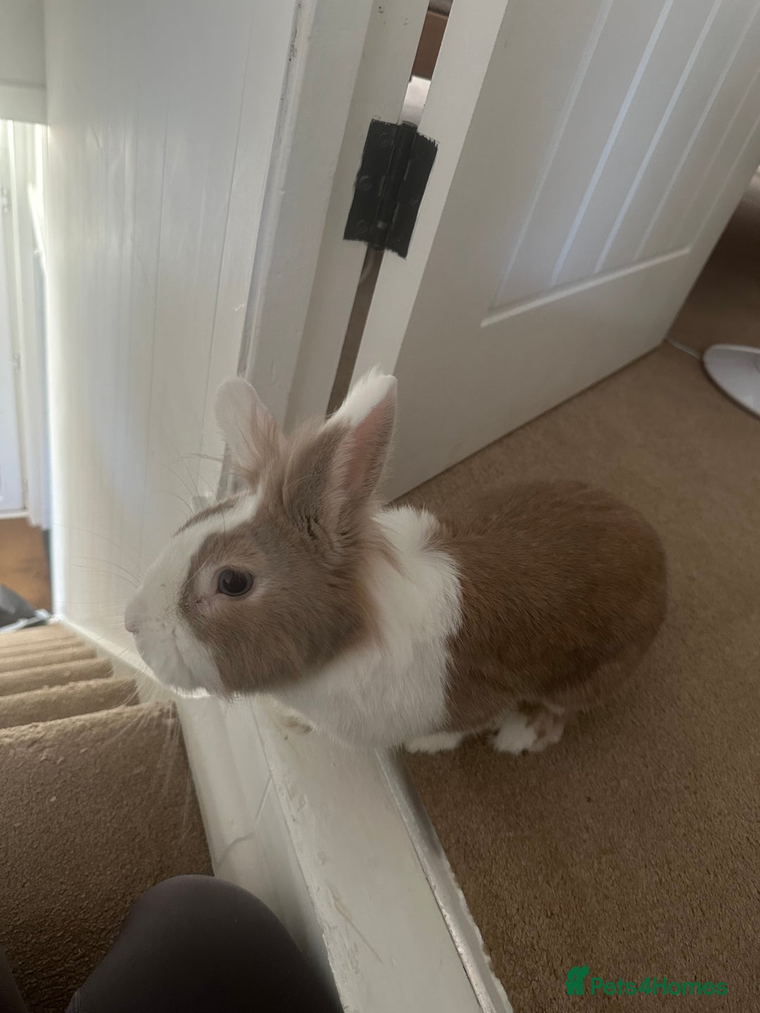 Lionhead rabbits for sale: Toffee - Image 3