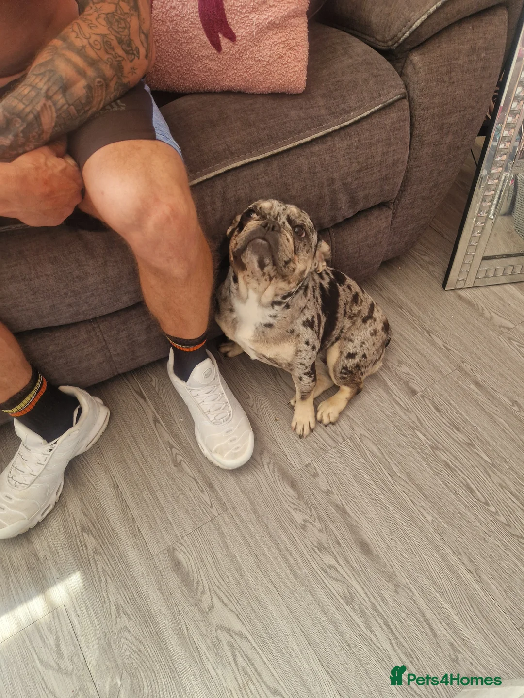 French Bulldog dogs for sale:  Lilac Merle French bulldog  in Chorley - Advert 2