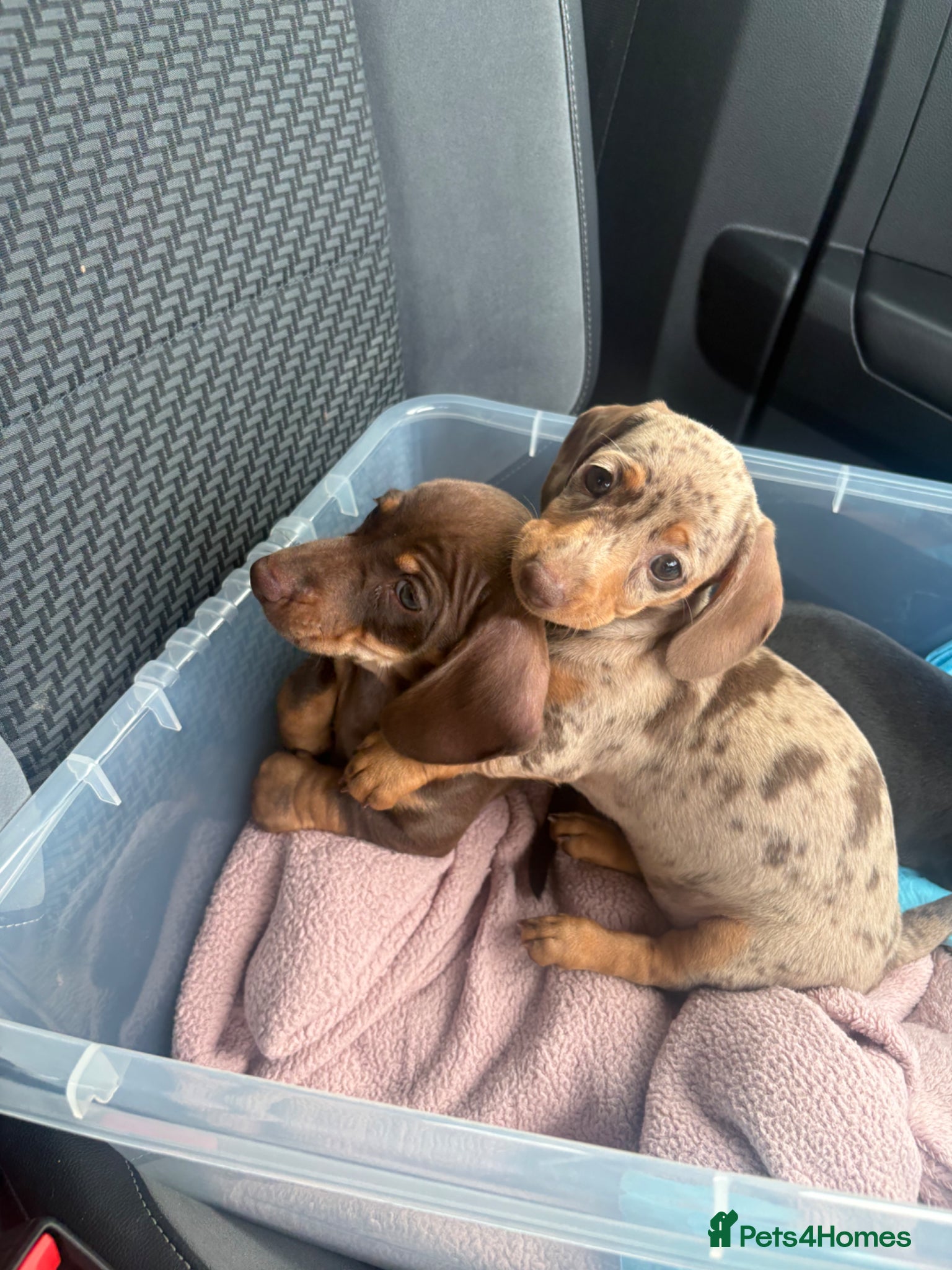 Miniature Dachshund dogs Miniature smooth haired dachshund - Advert 13