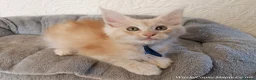 Maine Coon cats for sale: TICA Reg Maine Coon Kittens. Red. Tortie. White - Advert 10